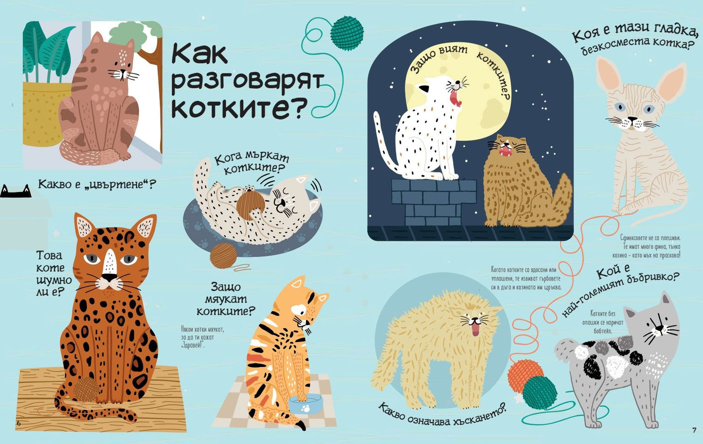 Обичам котките