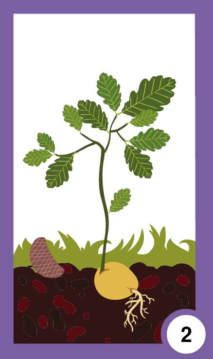 Всички растем - жизнени цикли