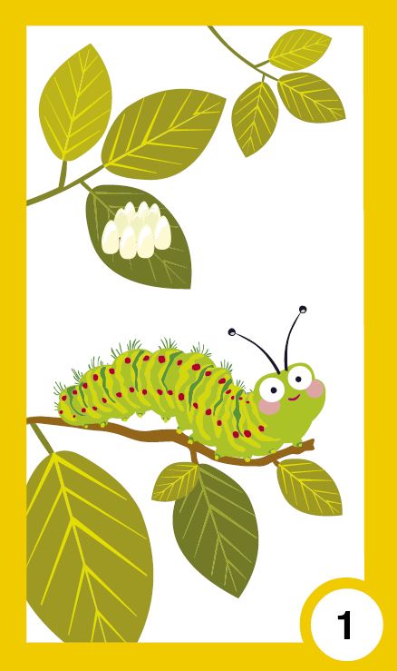 Всички растем - жизнени цикли