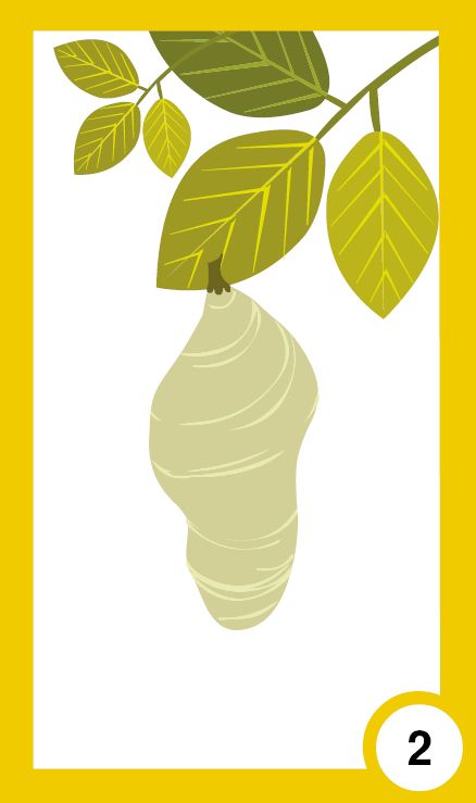 Всички растем - жизнени цикли