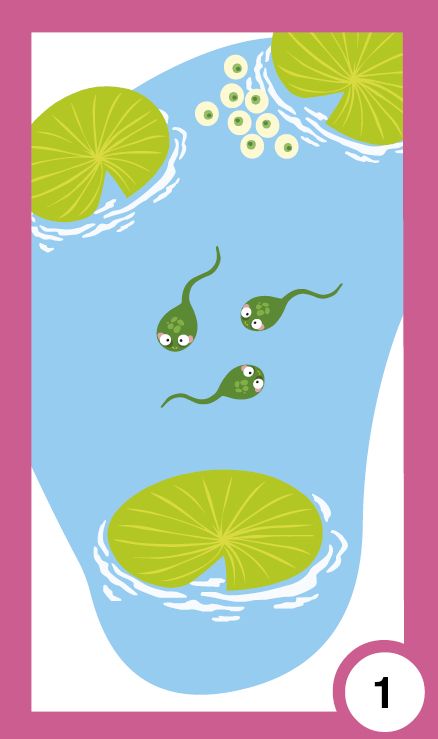 Всички растем - жизнени цикли